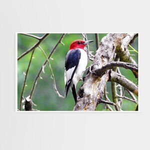 16x20 Red Headed Woodpecker on a Limb‎ Oil Painting Poster